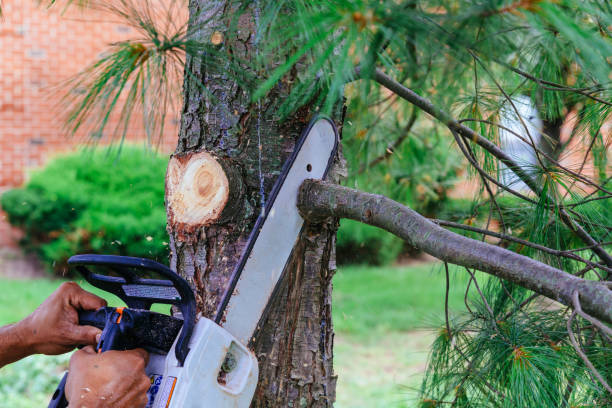 Why Choose Our Tree Removal Services in Liberty, NC?